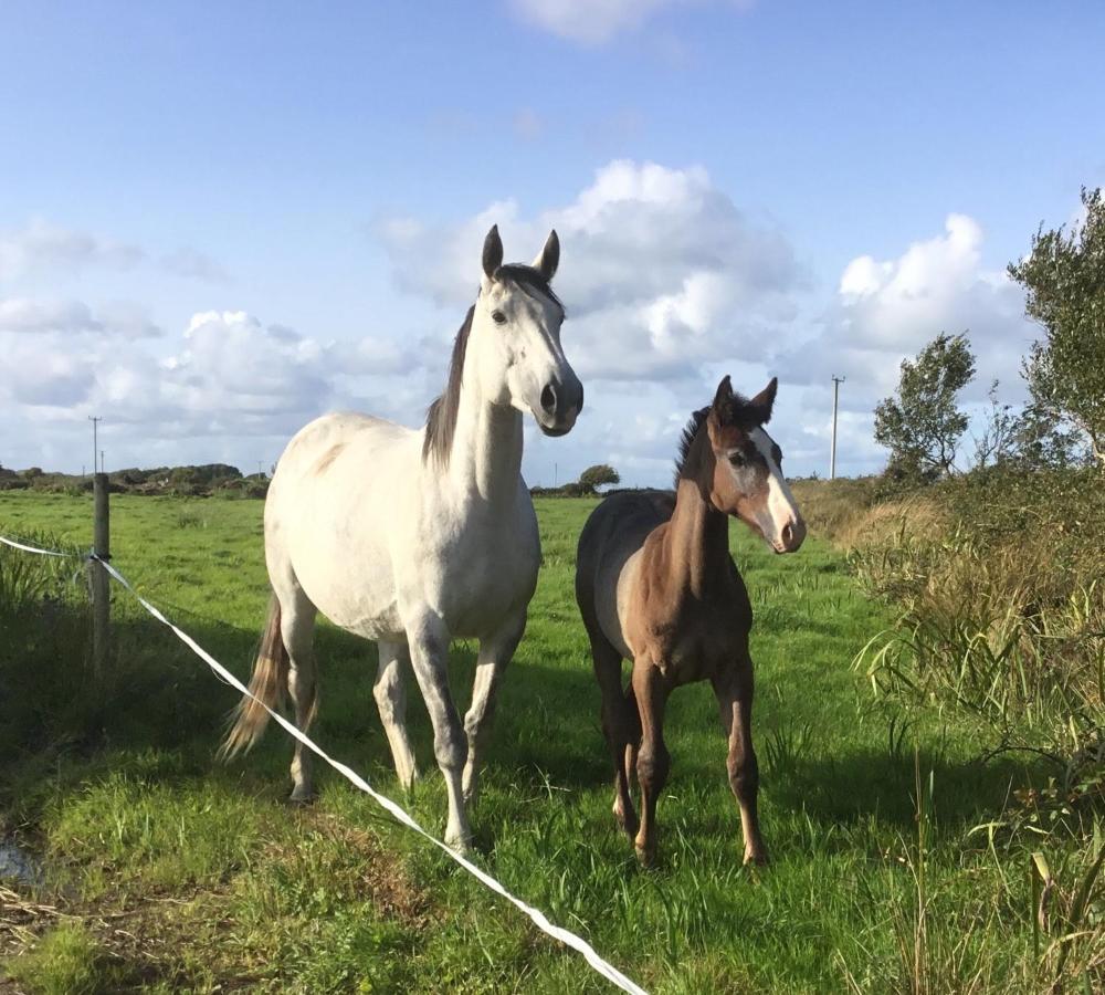 Dromelihy House Stud Pension Doonbeg Buitenkant foto