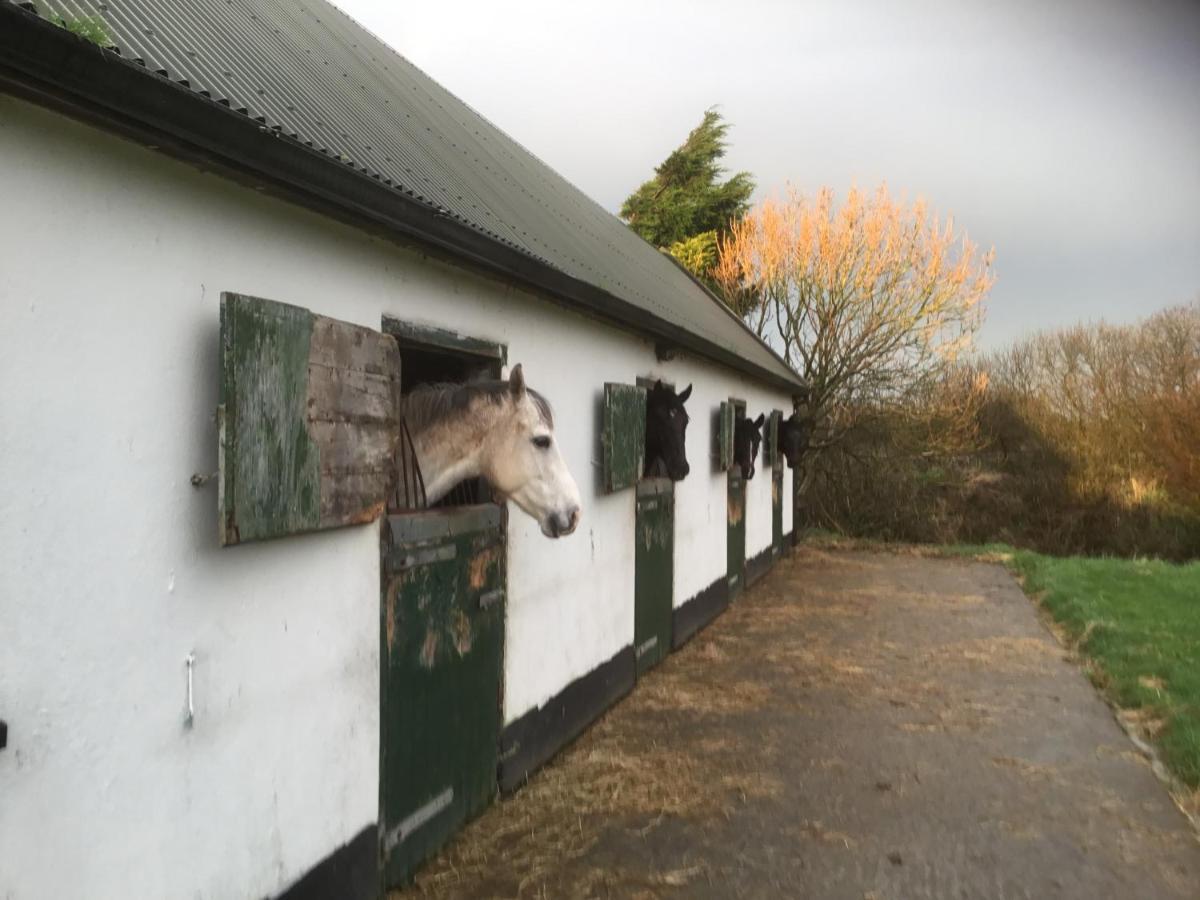 Dromelihy House Stud Pension Doonbeg Buitenkant foto