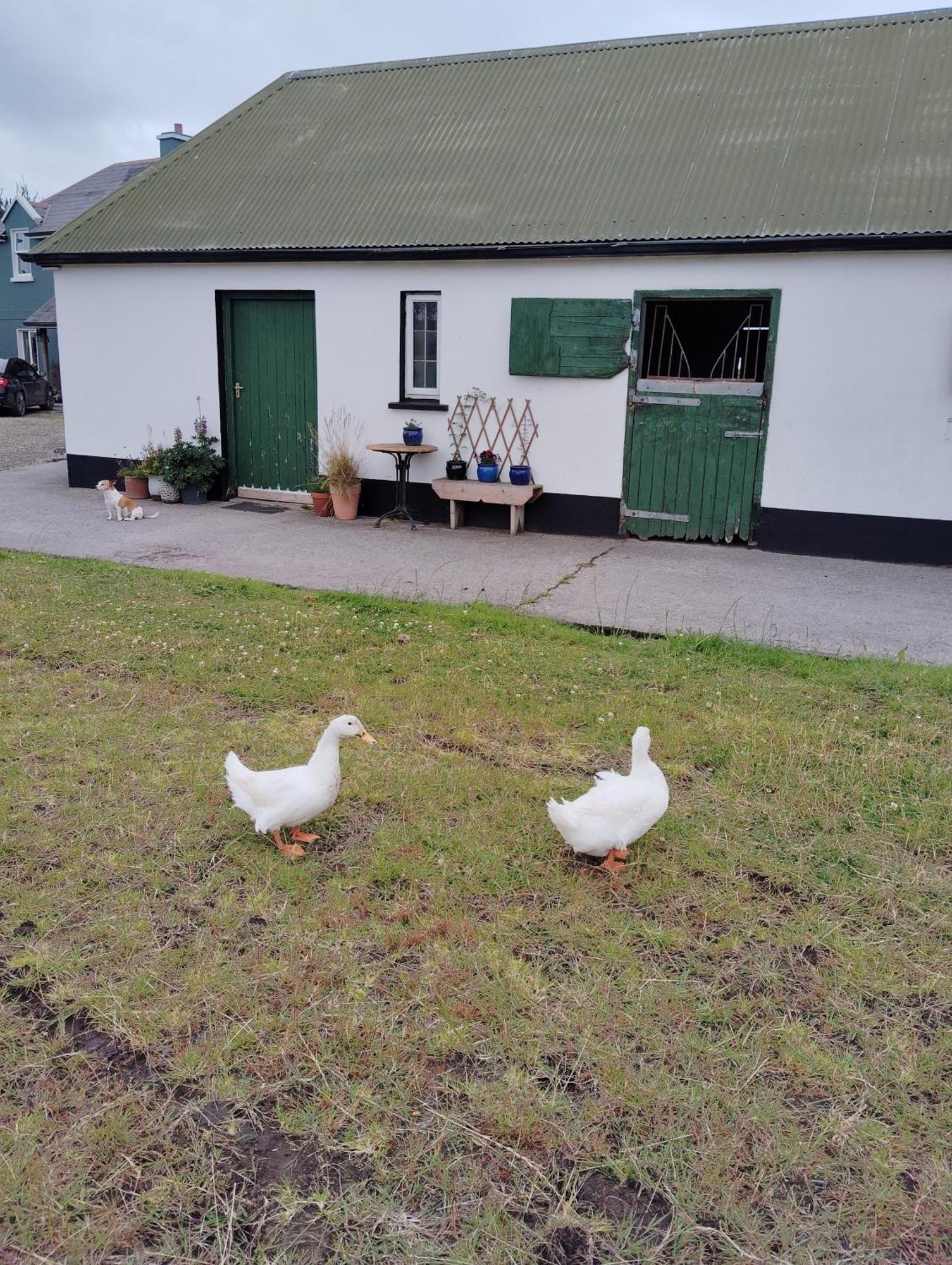 Dromelihy House Stud Pension Doonbeg Buitenkant foto