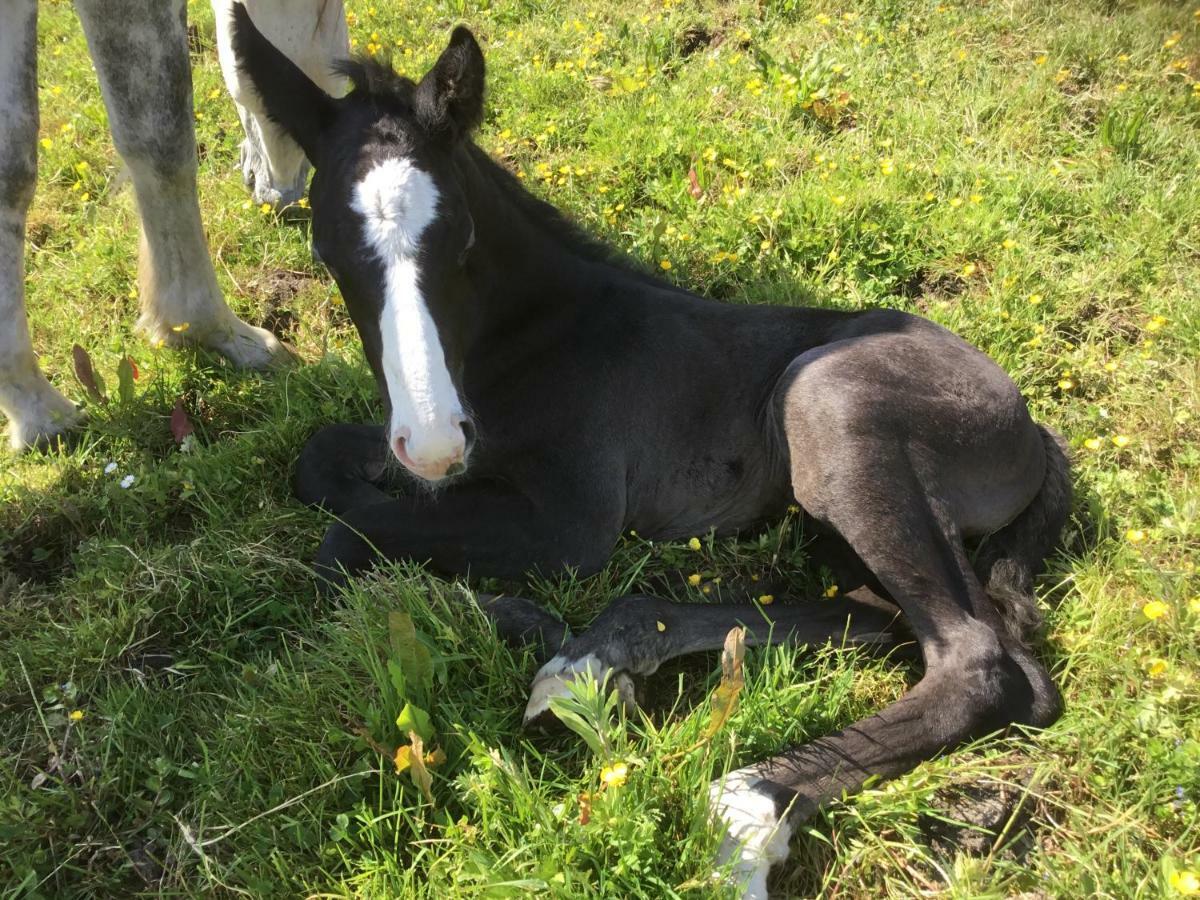 Dromelihy House Stud Pension Doonbeg Buitenkant foto